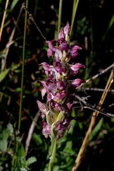 Anacamptis coriophora